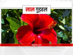 Laxmi ji: मां लक्ष्मी को प्रिय हैं ये 5 फूल, शुक्रवार को महालक्ष्मी को चढ़ाने से मिलेंगे ये लाभ