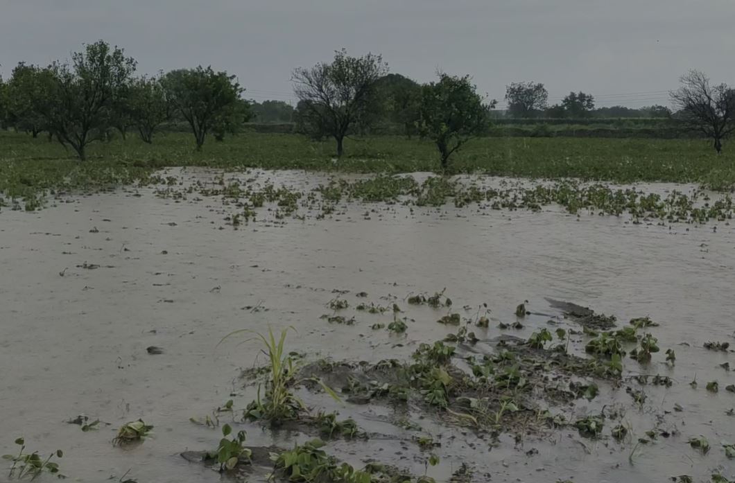 Latur Rain : लातूर जिल्ह्यात पावसाचा कहर, अनेक ठिकाणी जनजीवन विस्कळीत, शेतकरी संकटात