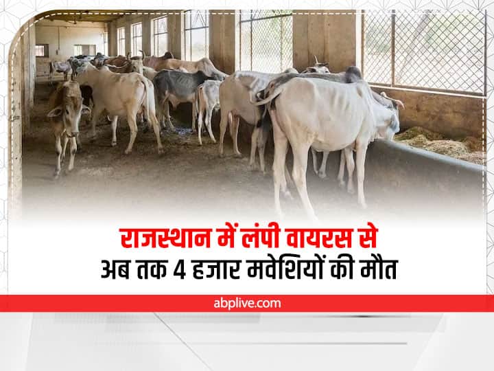 Jaipur News Lumpy Skin Disease spread in Rajasthan so far four thousand cattle have died Lumpy Skin Disease: राजस्थान में लंपी वायरस का कहर, अब तक चार हजार मवेशियों की मौत