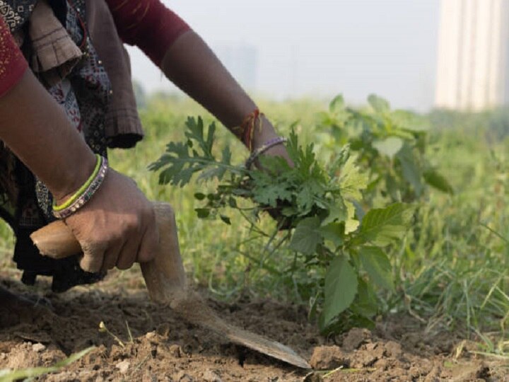 Crop Management: फल-सब्जियों की तुड़ाई के समय ये गलती करते हैं ज्यादातर किसान, इस बार न दोहरायें