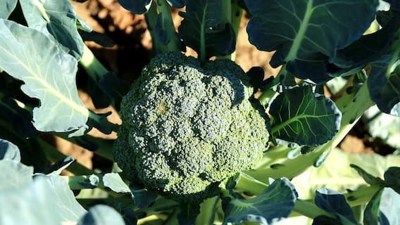 Health Tips: From eyesight to healthy skin, here are the benefits of broccoli