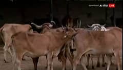 રાજકોટ જિલ્લામાં લમ્પીનો કહેર, 1.87 લાખથી વધુ પશુને અપાઈ રસી