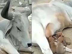 Watch Video: நாய்க்குட்டிகளுக்கு தாயான பசு.! பசிக்கு பாலூட்டி நெகிழ்ச்சி - வைரல் வீடியோ!