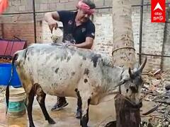 Mansoor Ali Khan : 'செல்லக்குட்டி அழுக்கா இருக்குல்ல குளிடா” மாட்டை கொஞ்சி குளிப்பாட்டும் மன்சூர்