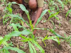 Udaipur News: इंसानों में कोरोना, पशुओं में लंपी और अब फसलों में इस कीट का खतरा, ऐसे पहुंचा रहे नुकसान