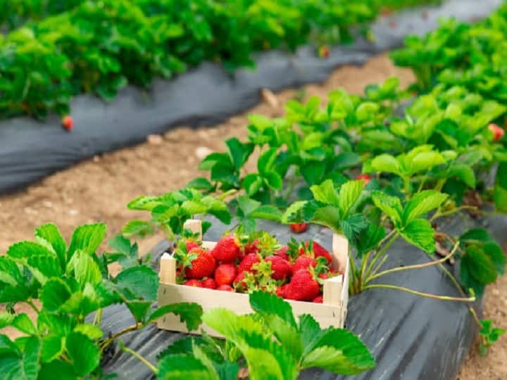 Strawberry is becoming very popular fruit in India will help farmers to earn 8 lakhs by March-April Fruits Cultivation: अप्रैल तक बदल जायेगी किसानों की जिंदगी! इस तकनीक से करें स्ट्रॉबेरी की खेती, होगी 12 लाख रुपये की आमदनी