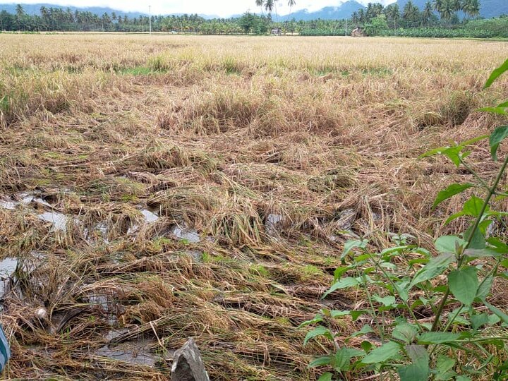 தேனி: கனமழையால் அறுவடைக்கு தயாராக இருந்த நெற்பயிர்கள் நீரில் மூழ்கி  சேதம் - விவசாயிகள் சோகம்