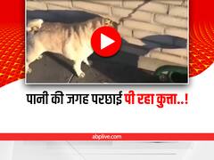 Funny Dog: पानी की परछाई से कन्फ्यूज हुआ ये कुत्ता, वीडियो देख हंसी पर नहीं कर पाएंगे कंट्रोल