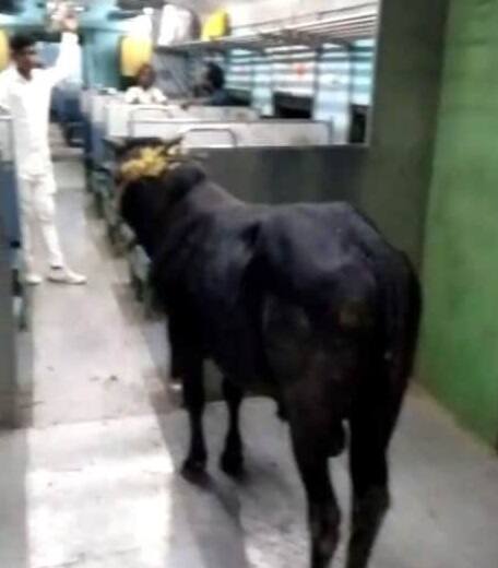 Video: કેટલાક લોકોએ ટ્રેનના ડબ્બામાં આખલાને ચઢાવી દીધો, સીટ સાથે બાંધીને બોલ્યા- સાહિબગંજમાં ઉતારી દેજો Video of the Bull Travelling in a Train Video: કેટલાક લોકોએ ટ્રેનના ડબ્બામાં આખલાને ચઢાવી દીધો, સીટ સાથે બાંધીને બોલ્યા- સાહિબગંજમાં ઉતારી દેજો