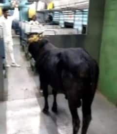 Video: કેટલાક લોકોએ ટ્રેનના ડબ્બામાં આખલાને ચઢાવી દીધો, સીટ સાથે બાંધીને બોલ્યા- સાહિબગંજમાં ઉતારી દેજો