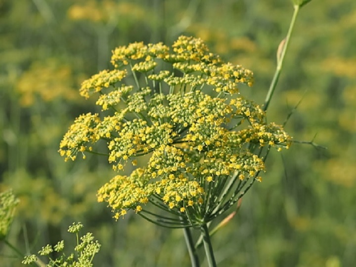 Fennel Cultivation: सौंफ की खुशबू से महक उठेंगे खेत-खलिहान, डबल कमाई के लिये अपनायें खेती का ये खास तरीका