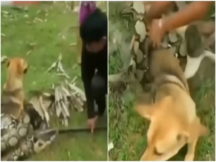 watch video 3 boys fight off python to save their pet dog in viral Watch Video :  அசாத்திய துணிச்சல்..! அளவில்லா பாசம்..! மலைப்பாம்பிடம் மோதி நாயை காப்பாற்றிய சிறுவர்கள்..!