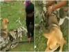 Watch Video : அசாத்திய துணிச்சல்..! அளவில்லா பாசம்..! மலைப்பாம்பிடம் மோதி நாயை காப்பாற்றிய சிறுவர்கள்..!