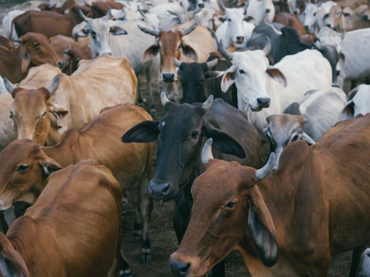 After Consuming Fodder Contaminated With Nitrate, 61 Cows Die In UP's Amroha UP: Nitrate Contaminated Fodder Kills 61 Cows In Amroha