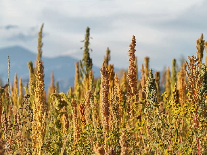 Quinoa Farming: बाजार में बढ़ रही है पोषक अनाज किनोवा की मांग, कम मेहनत में खेती करके कमायें 2.5 लाख तक का मुनाफा