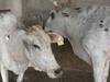 Lumpy Skin Disease: मध्य प्रदेश में भी लम्पी स्किन डिजीज की दहशत, शिवराज सरकार ने उठाया ये कदम