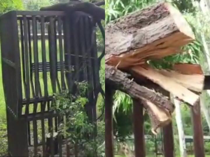 Sandalwood Tree stolen in Kota amid tight security police tool case seriously ANN Kota Crime: 22 गार्ड और लोहे की जाली भी चोरों के नहीं रोक सके कदम, चंदन के पेड़ की चोरी से पुलिस भी हैरान