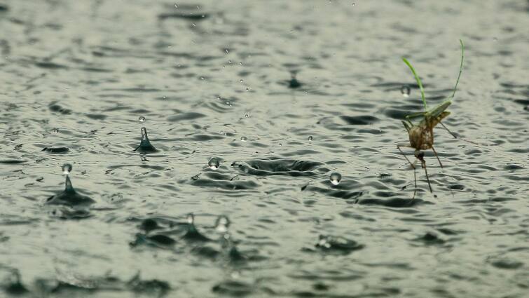 How To Prevent Vector Borne Disease In Monsoon Health Tips: ম্যালেরিয়া-ডেঙ্গি থেকে বাঁচতে চান? মানতেই হবে এই নিয়ম