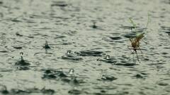 Health Tips: ম্যালেরিয়া-ডেঙ্গি থেকে বাঁচতে চান? মানতেই হবে এই নিয়ম