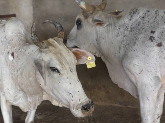 Lumpy Skin Disease: लम्पी वायरस को लेकर पशुपालन विभाग अलर्ट, भरतपुर संभाग में मिले 14 सस्पेक्टेड गोवंश Lumpy Skin Disease: लम्पी वायरस को लेकर पशुपालन विभाग अलर्ट, भरतपुर संभाग में मिले 14 सस्पेक्टेड गोवंश