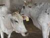 Lumpy Skin Disease: लम्पी वायरस को लेकर पशुपालन विभाग अलर्ट, भरतपुर संभाग में मिले 14 सस्पेक्टेड गोवंश