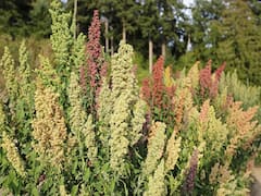Quinoa Farming: बाजार में बढ़ रही है पोषक अनाज किनोवा की मांग, कम मेहनत में खेती करके कमायें 2.5 लाख तक का मुनाफा