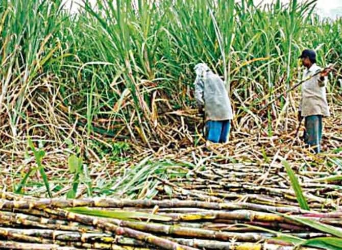 Up News Panchamrut Scheme Launched To Increase Sugarcane Cultivation Ann |  UP News: गन्ने की खेती बढ़ाने के लिए पंचामृत योजना की शुरुआत, किसानों की आय  में ऐसे होगा इजाफा