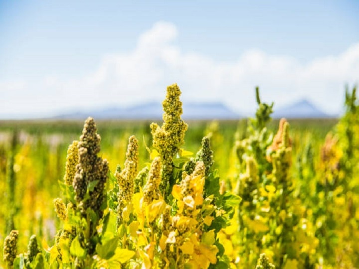 Quinoa Farming: बाजार में बढ़ रही है पोषक अनाज किनोवा की मांग, कम मेहनत में खेती करके कमायें 2.5 लाख तक का मुनाफा