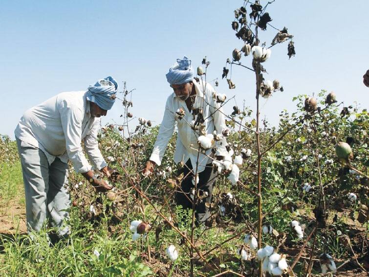 Cotton crop gets ruined due to pest attack Agriculture news Cotton Crop Management: ये कीट रोग लग गए तो कपास मुनाफे का नहीं... घाटे की फसल होगी, किसान भाई फटाफट ऐसे करें बचाव के इंतजाम