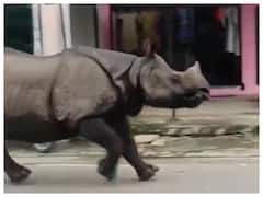 Watch: बीच सड़क पर दौड़ते गैंडे को देखा क्या? IFS अधिकारी ने शेयर किया हैरान करने वाला ये वीडियो