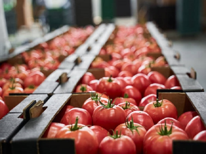 Tomato Processing: कचरे में न फेंके सस्ता टमाटर! दोगुना दाम पर होगी बिक्री, आज ही से शुरू कर दें ये काम