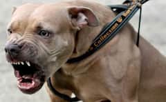 'I Was Very Scared': Mumbai Minor Recounts Terrifying Pitbull Attack By Accused Sohail Khan