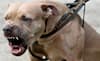 'I Was Very Scared': Mumbai Minor Recounts Terrifying Pitbull Attack By Accused Sohail Khan