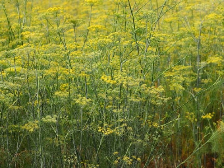 Fennel Cultivation: सौंफ की खुशबू से महक उठेंगे खेत-खलिहान, डबल कमाई के लिये अपनायें खेती का ये खास तरीका