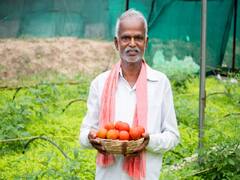 Tomato Processing: कचरे में न फेंके सस्ता टमाटर! दोगुना दाम पर होगी बिक्री, आज ही से शुरू कर दें ये काम