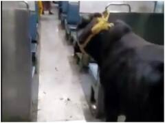 Bull In Train: लोकल ट्रेन में सांड ने किया सफर, वीडियो ने इंटरनेट पर मचाया तहलका