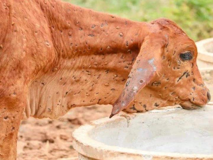 Lumpy Virus entry in Khandwa eight cows died in the district so far administration on alert ann Lumpy Virus In MP: खंडवा में घातक लंपी वायरस की एंट्री, जिले में अब तक आठ गायों की मौत