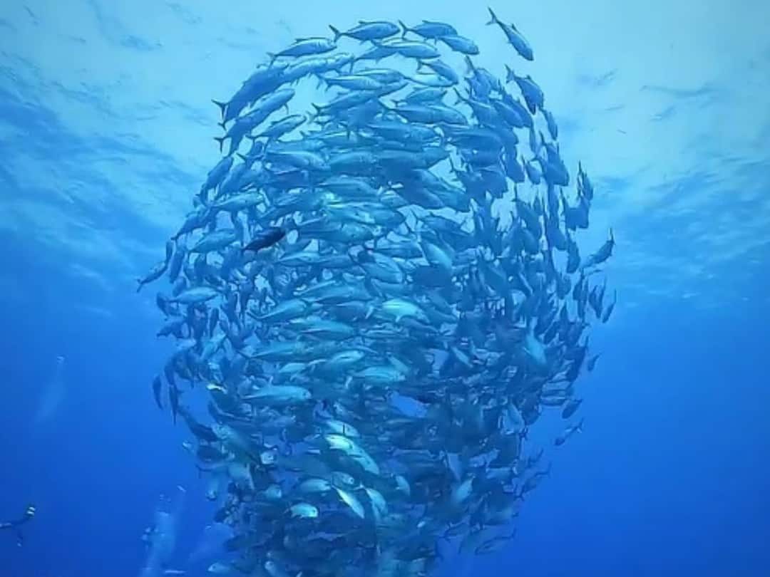 Viral Video: Hypnotising Tornado Of Small Fish Swirls Undersea Viral Video: ఈ చేపల్ని ఎవరైనా హిప్నటైజ్ చేశారా? ఎందుకిలా తిరుగుతున్నాయ్? వైరల్ వీడియో