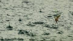 Health Tips: ভেক্টরবাহিত রোগ নিয়ে চিন্তা? আটকাতে মানুন নিয়মগুলি