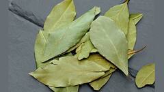 Bay Leaves: তেজপাতা তো ব্যবহার করছেন, উপকারিতাগুলো জানা আছে?