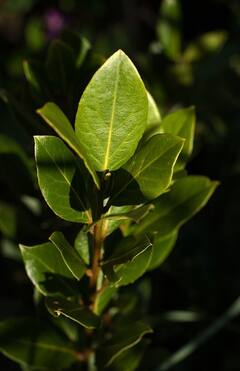 Bay Leaves: তেজপাতা তো ব্যবহার করছেন, উপকারিতাগুলো জানা আছে?