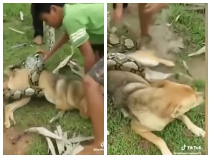 three brave boys fighting with big python to save their pet dog viral ...