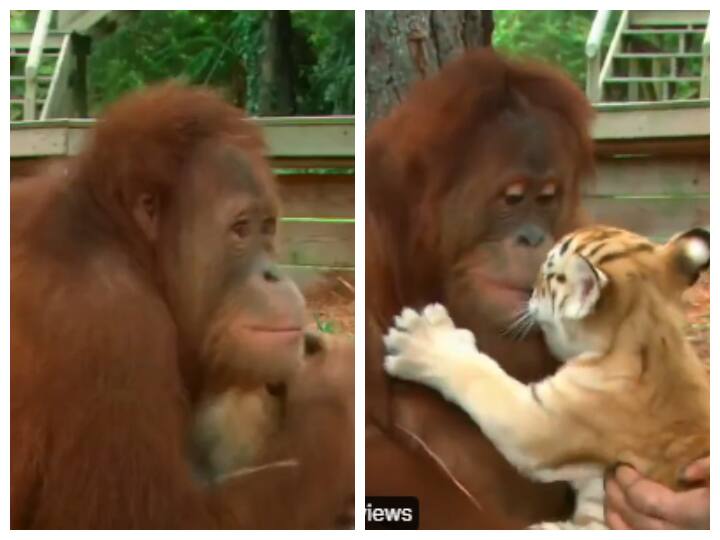 Surrogate mother Orangutan taking care of three tiger cubs perfectly viral video on social media Watch: वनमानुष ने गोद लिए तीन टाइगर के बच्चे, देखिए कैसे करता है इनकी देखभाल