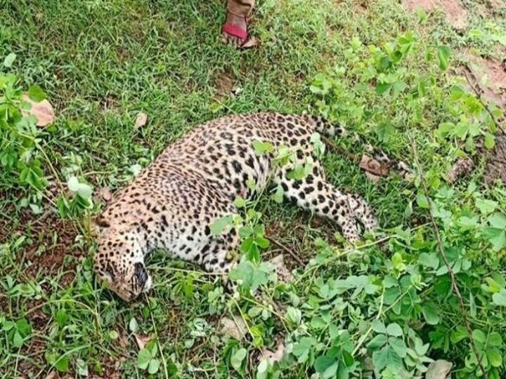 Karauli Leopard Died: करौली में बिचपुरी के जंगल में मिला तेंदुए का शव, शरीर पर हैं चोट के निशान Karauli Leopard Died Female Leopard dead body found in Bichpuri Forest in Karauli in Rajasthan ann Karauli Leopard Died: करौली में बिचपुरी के जंगल में मिला तेंदुए का शव, शरीर पर हैं चोट के निशान