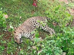 Karauli Leopard Died: करौली में बिचपुरी के जंगल में मिला तेंदुए का शव, शरीर पर हैं चोट के निशान