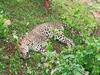 Karauli Leopard Died: करौली में बिचपुरी के जंगल में मिला तेंदुए का शव, शरीर पर हैं चोट के निशान
