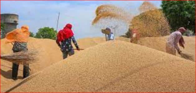 Wheat rates started breaking records, the price crossed 2500 rupees per quintal ਕਣਕ ਦੇ ਰੇਟ ਤੋੜਨ ਲੱਗੇ ਰਿਕਾਰਡ, 2500 ਰੁਪਏ ਪ੍ਰਤੀ ਕੁਇੰਟਲ ਤੋਂ ਟੱਪਿਆ ਭਾਅ