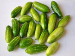 Health Tips : अॅसिडीटी,लिव्हरच्या समस्यांवर गुणकारी तोंडली; आहारात करा समावेश