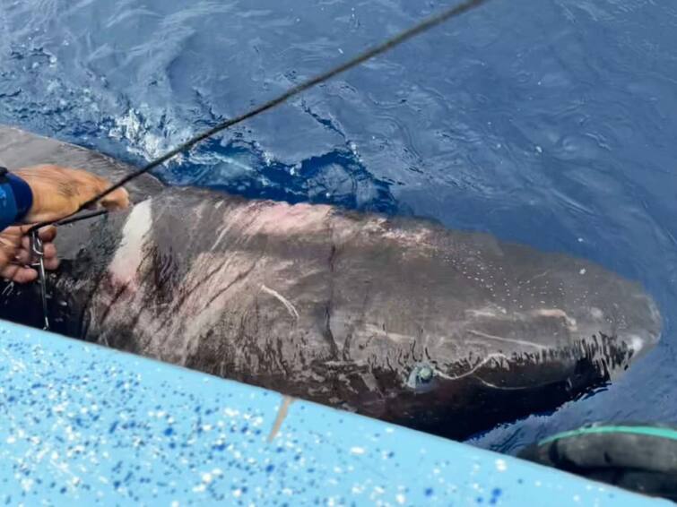 A Half-Blind Shark Is Living In A Coral Reef In Belize Instead Of The Arctic. New Study Explains The Bizarre Behaviour