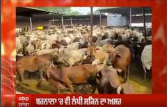 Barnala 'ਚ ਵੀ ਲੰਪੀ ਸਕਿਨ ਦਾ ਅਸਰ,ਔਸਤਨ 8 ਤੋਂ 10 ਪਸ਼ੂਆਂ ਦੀ ਹੋ ਰਹੀ ਮੌਤ